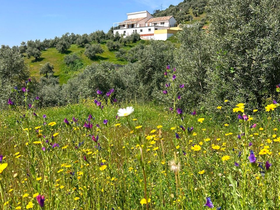 Landejendom i Montoro, Cordoba - foto 1